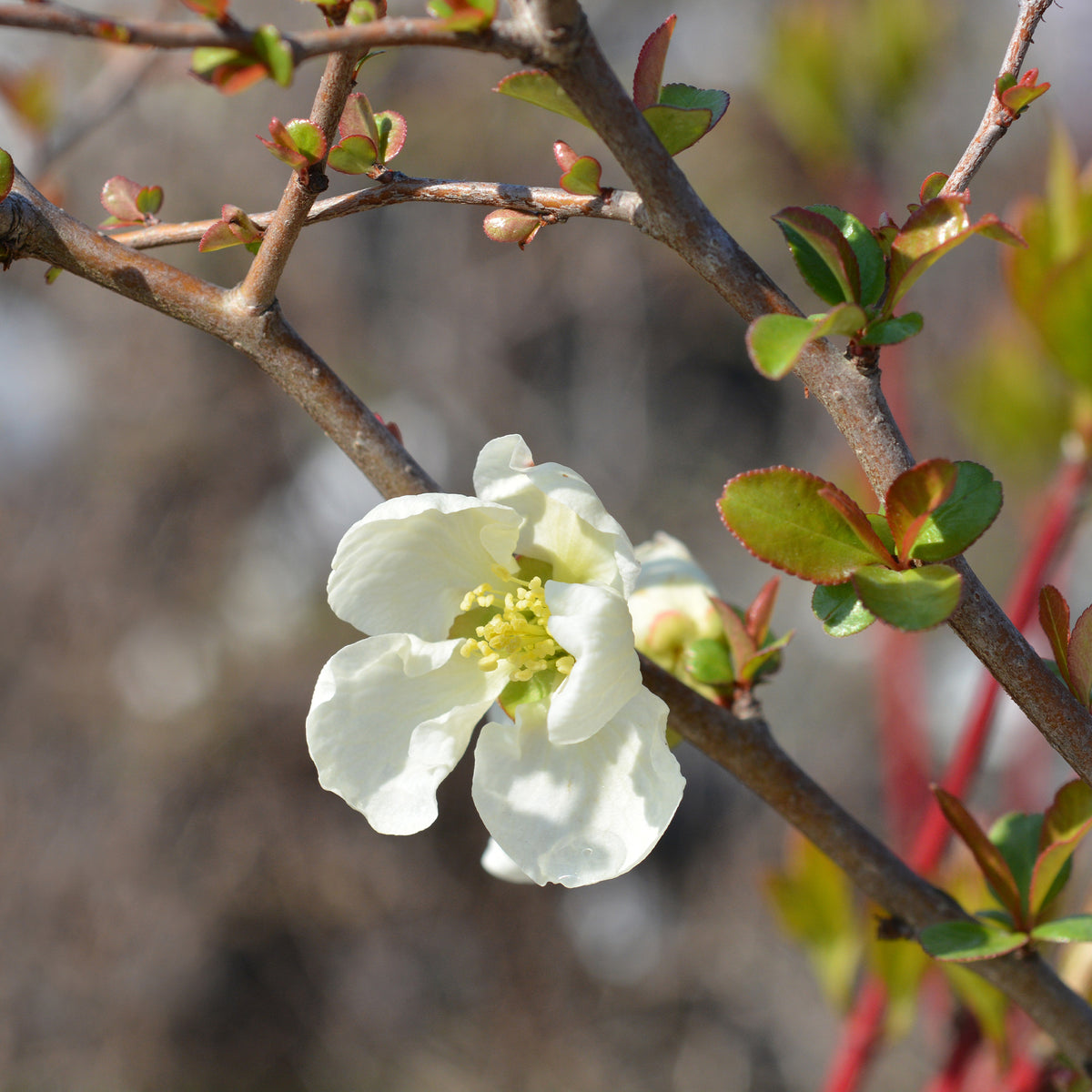 Chaenomeles superba Jet Trail - Japanse kwee Jet Trail Wit - Chaenomeles - Japanse kwee