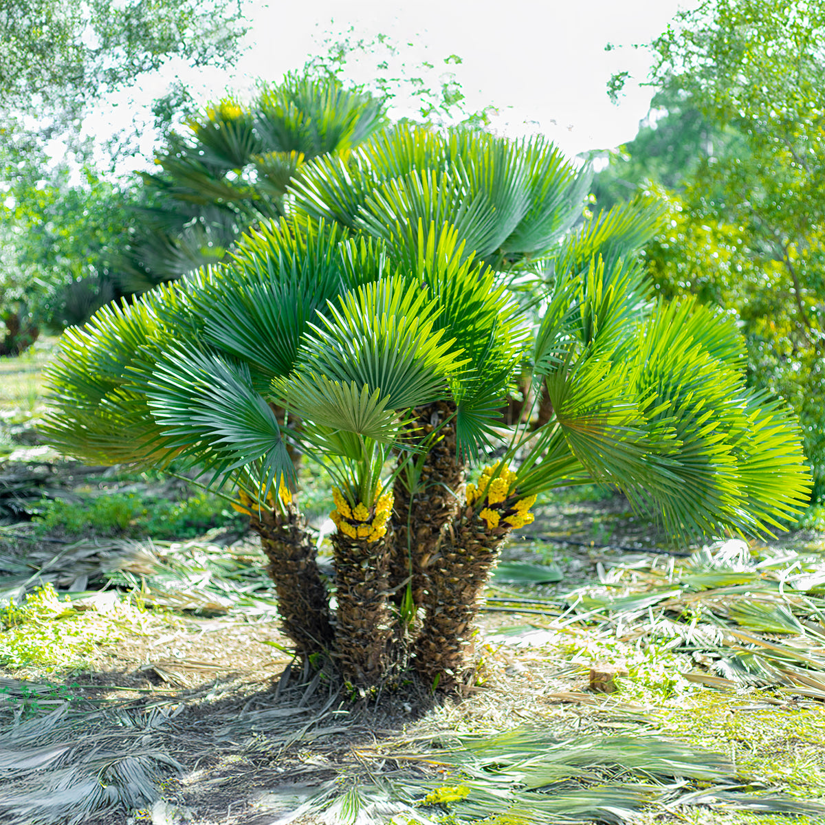 Chamaerops humilis Vulcano - Dwergpalm Vulcano - Palmen