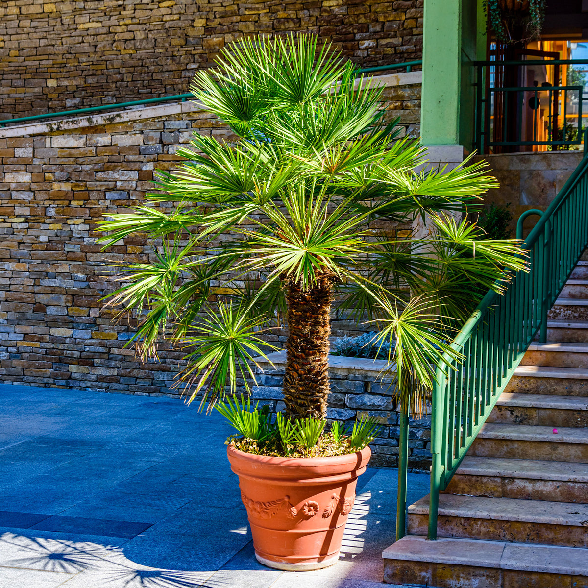Verkoop Dwergpalm Vulcano - Chamaerops humilis Vulcano