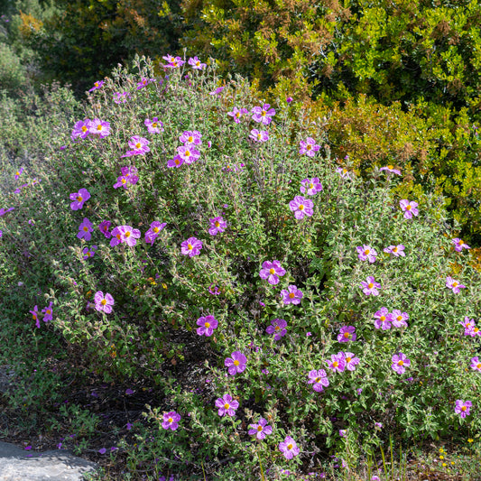 Kretenzische cistus - Bakker