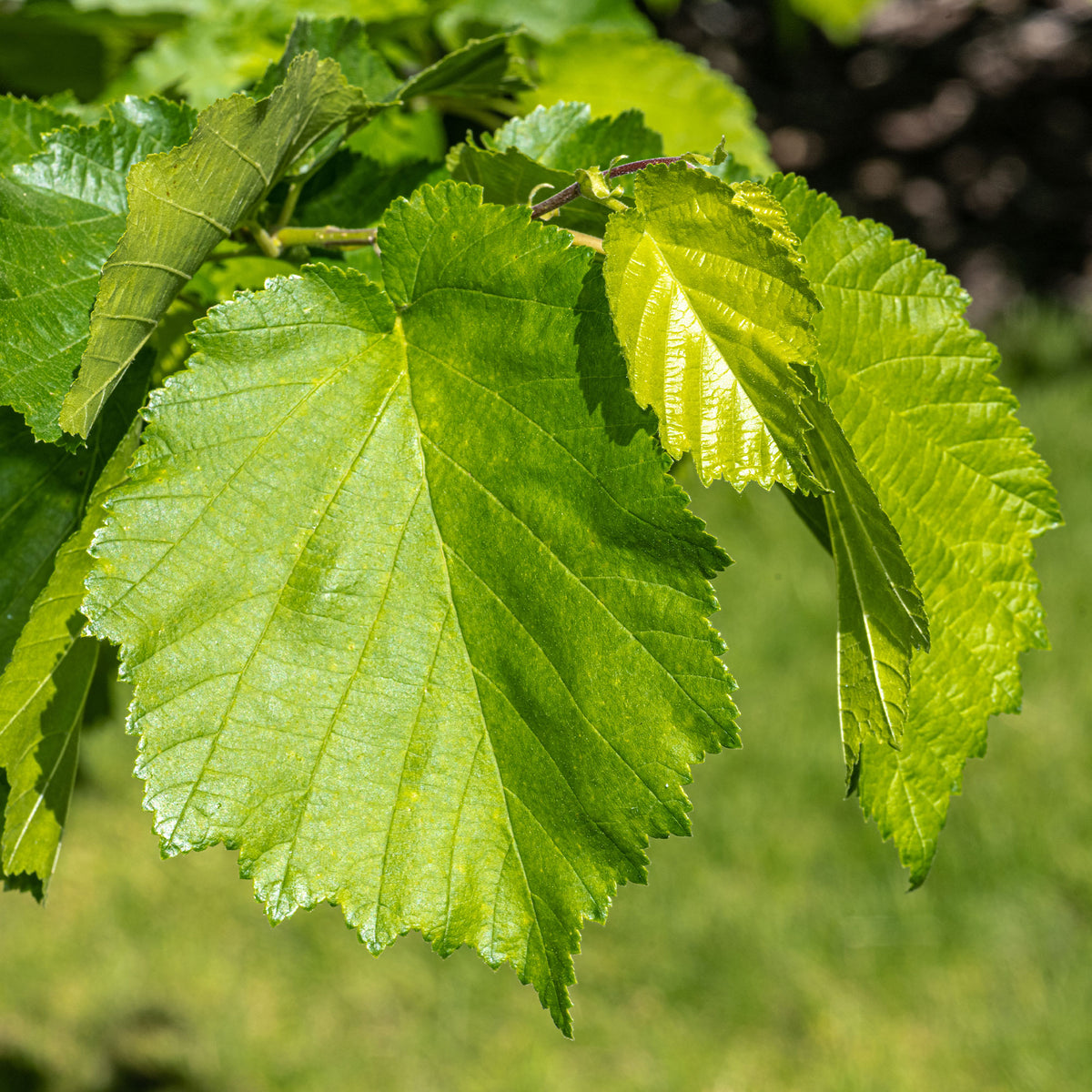 Hazelaar - Byzantijnse hazelaar - Corylus colurna