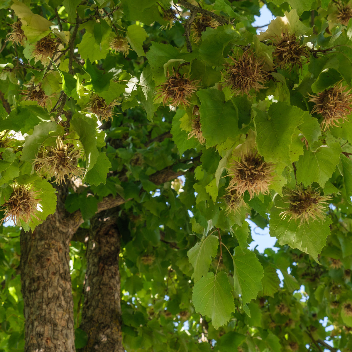 Corylus colurna - Byzantijnse hazelaar - Hazelaar