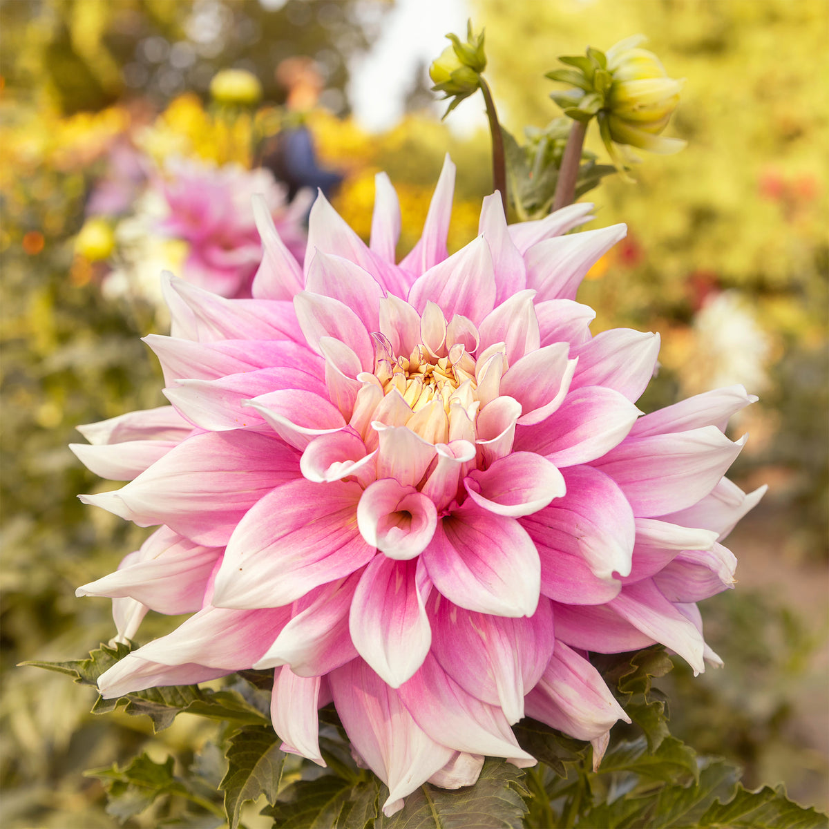 Decoratieve dahlia Break Out - Dahlia Break Out - Bakker