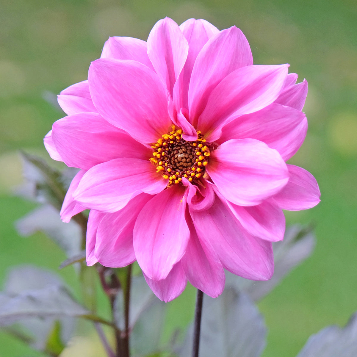 Dahlia - Decoratieve dahlia Fascination - Dahlia Fascination