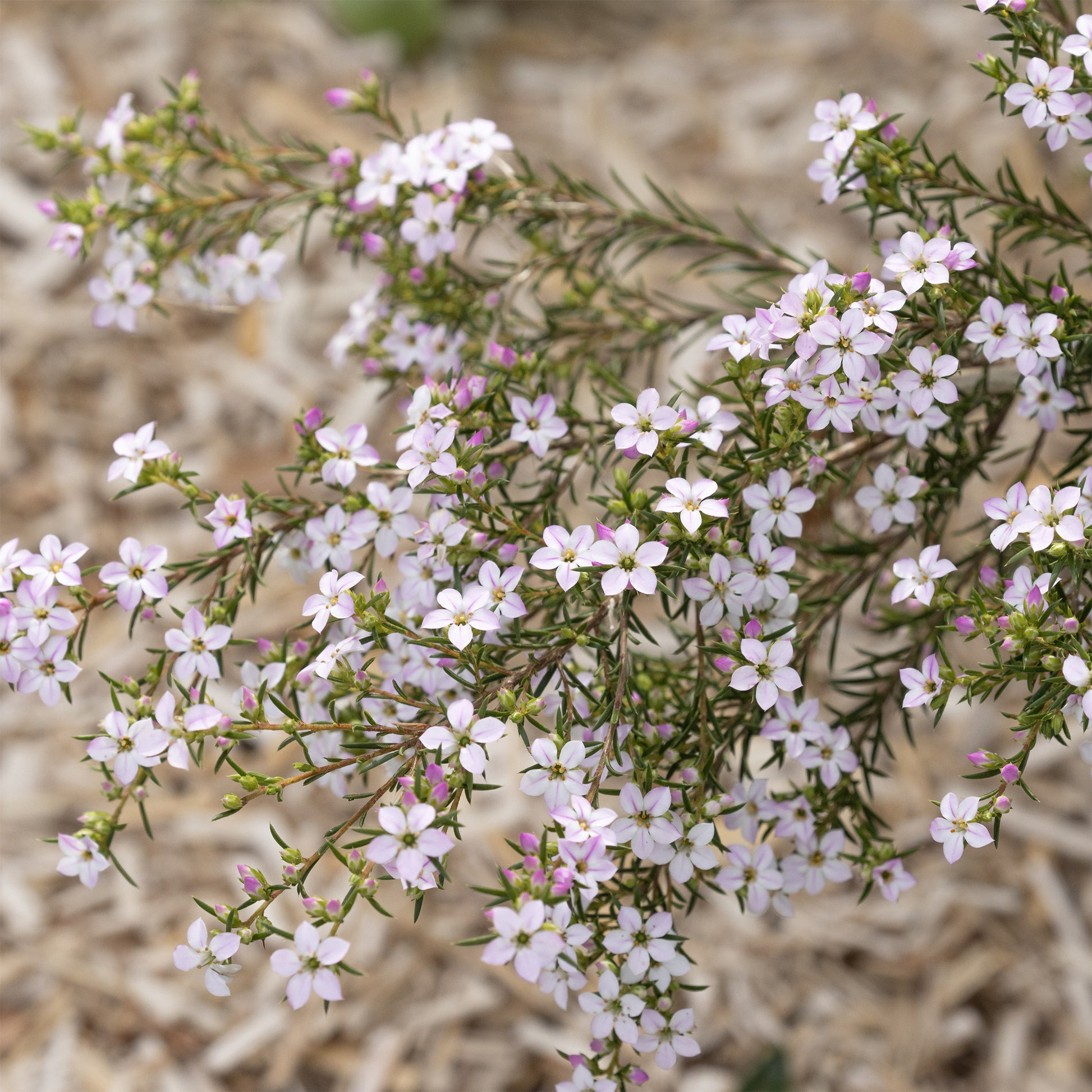 Diosma - Vissersplant - Diosma hirsuta - Bakker