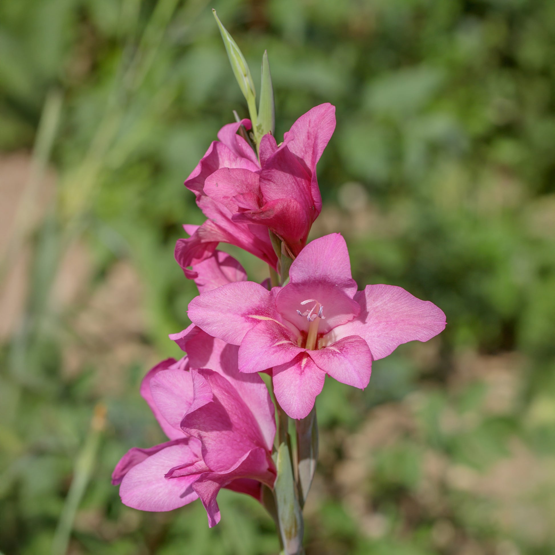 Gladiolus Dwarf Pink - Dwerggladiolen roze (x25) - Gladiolen
