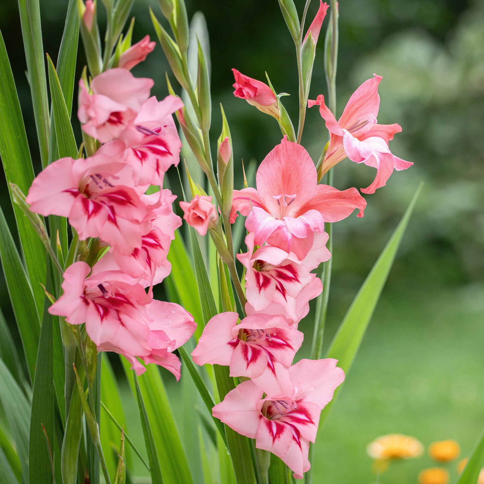 Dwerggladiolen roze (x25) - Gladiolus Dwarf Pink - Bakker