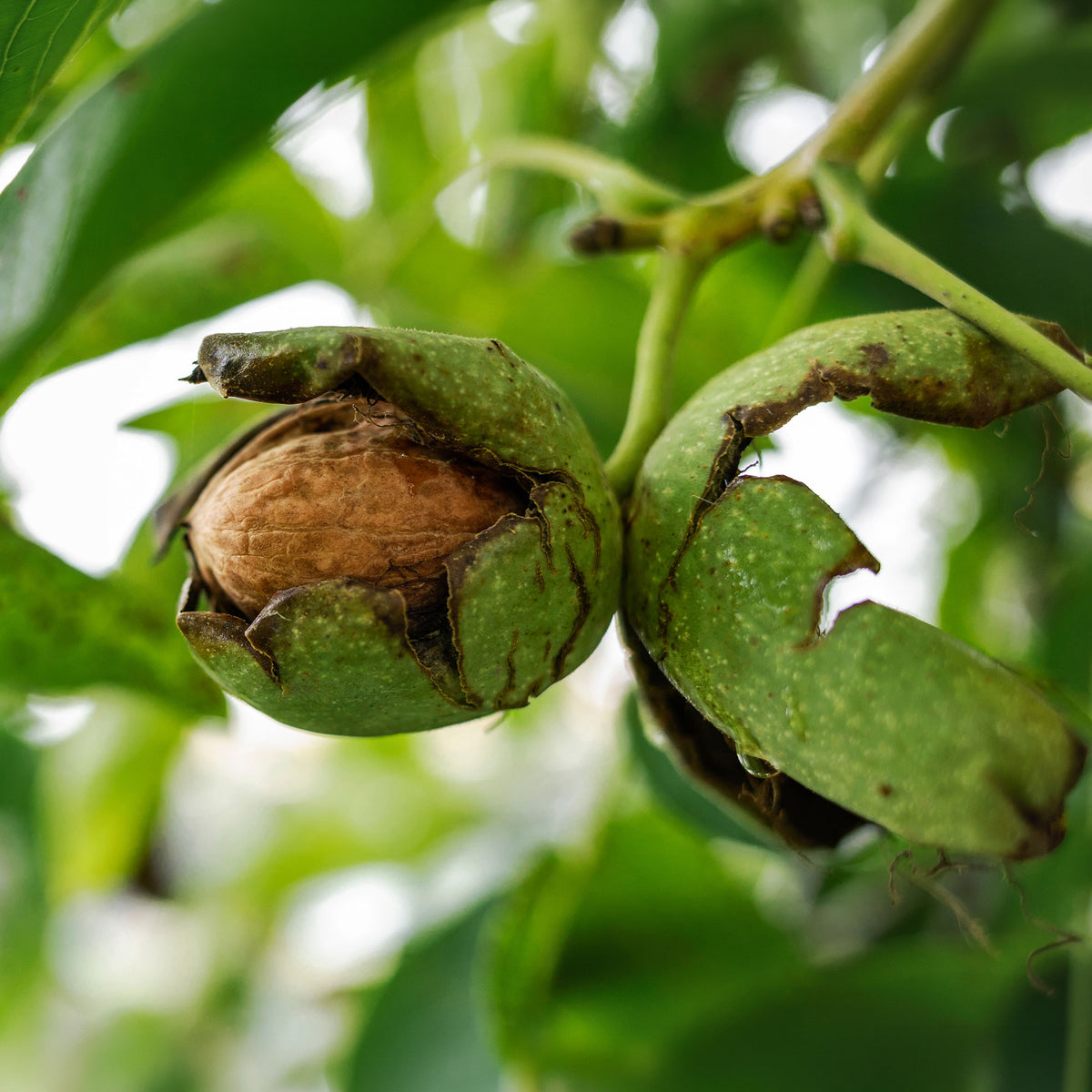 Juglans regia Chandler - Gewone walnoot Chandler - Walnotenboom