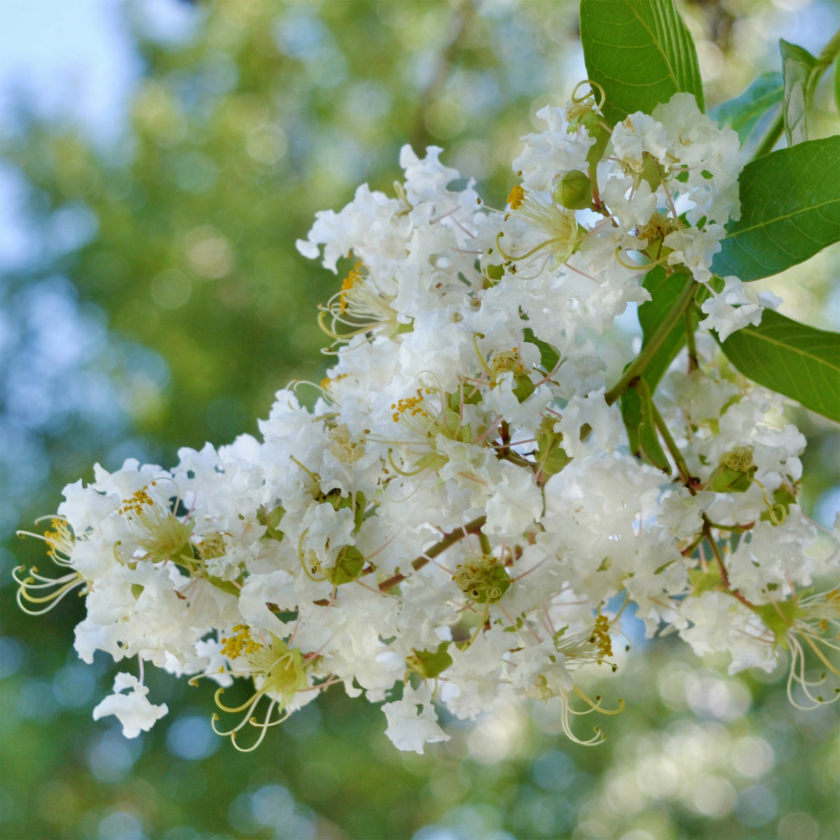 Lagerstroemia indica Natchez - Lagerstroemia Natchez - Indische sering