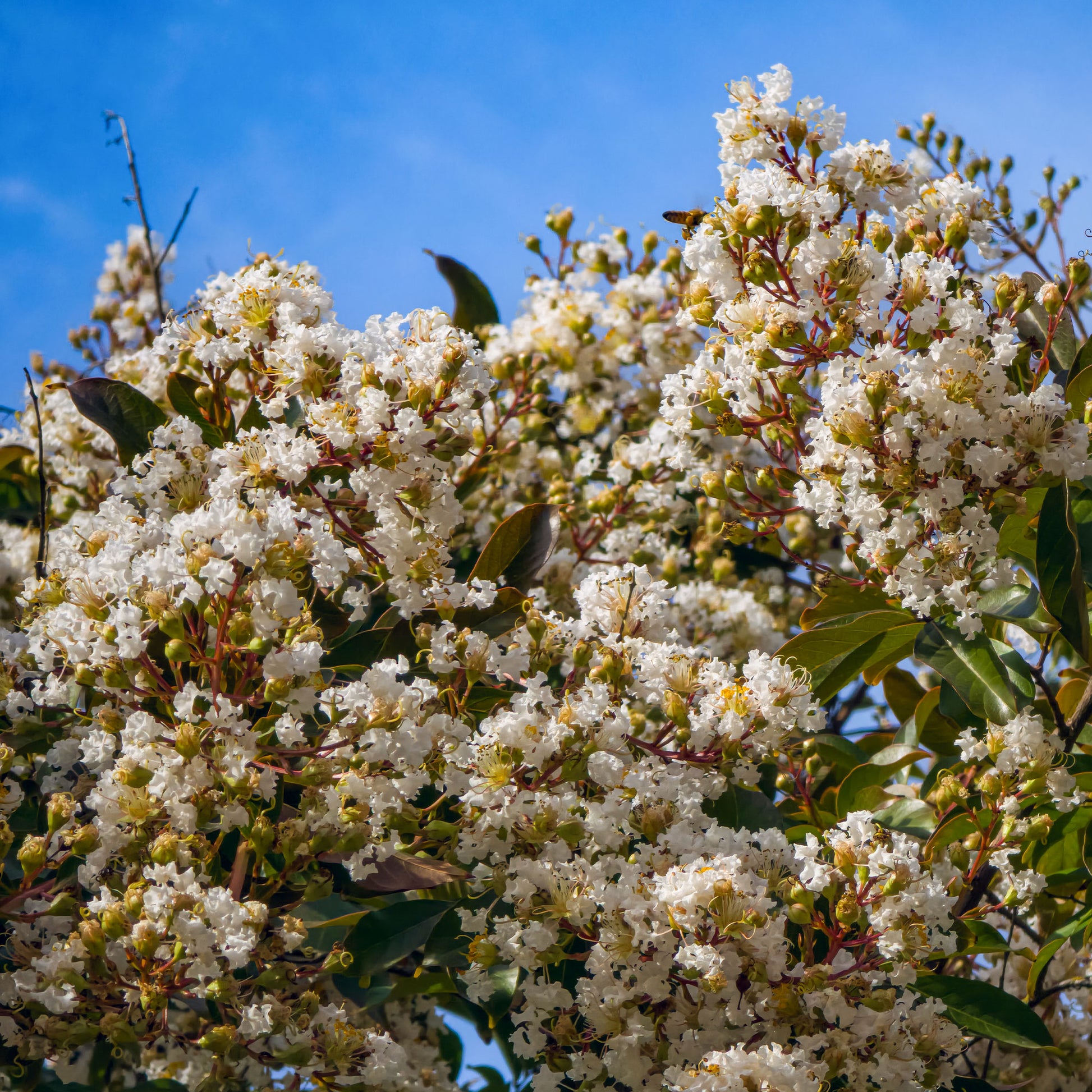Lagerstroemia Natchez - Lagerstroemia indica Natchez - Bakker