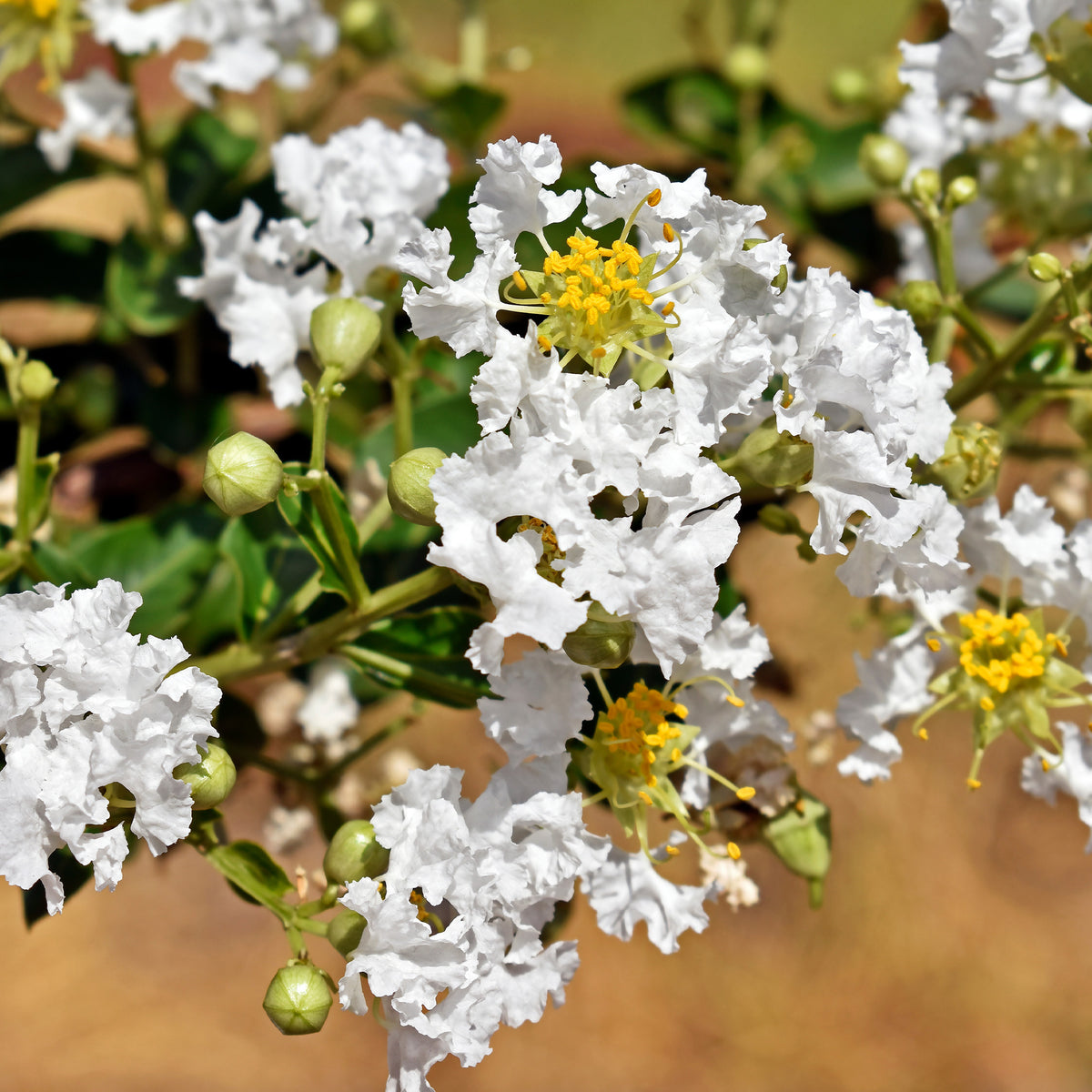 Lagerstroemia With Love® Virgin - Lagerstroemia indica With Love® Virgin - Bakker
