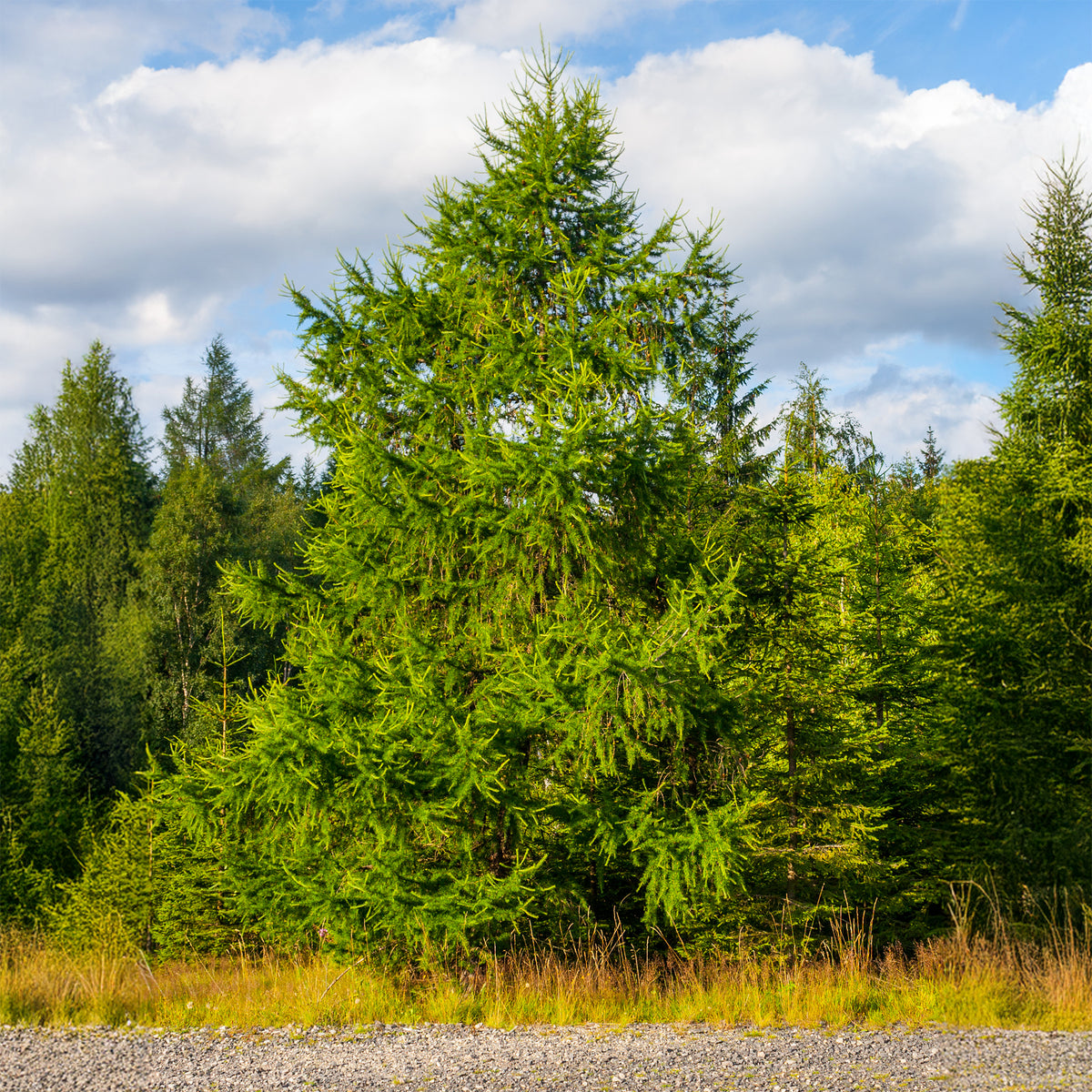 Larix decidua - Gewone lariks - Lariks