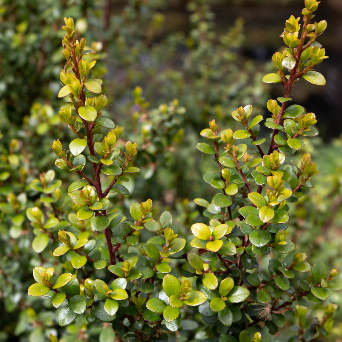 Afrikaanse buxus - Myrsine africana - Bakker