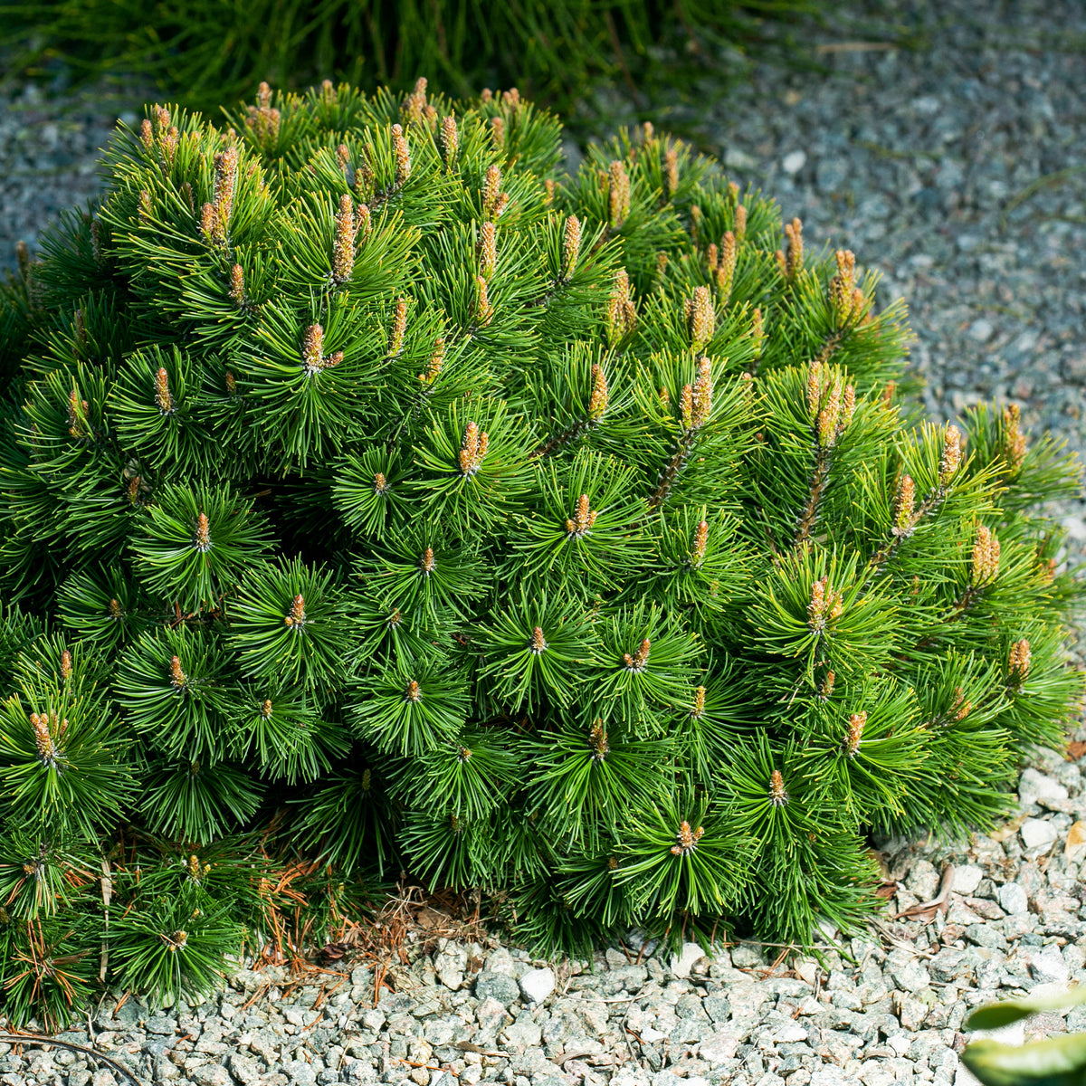 Pinus mugo - Bergden - Den