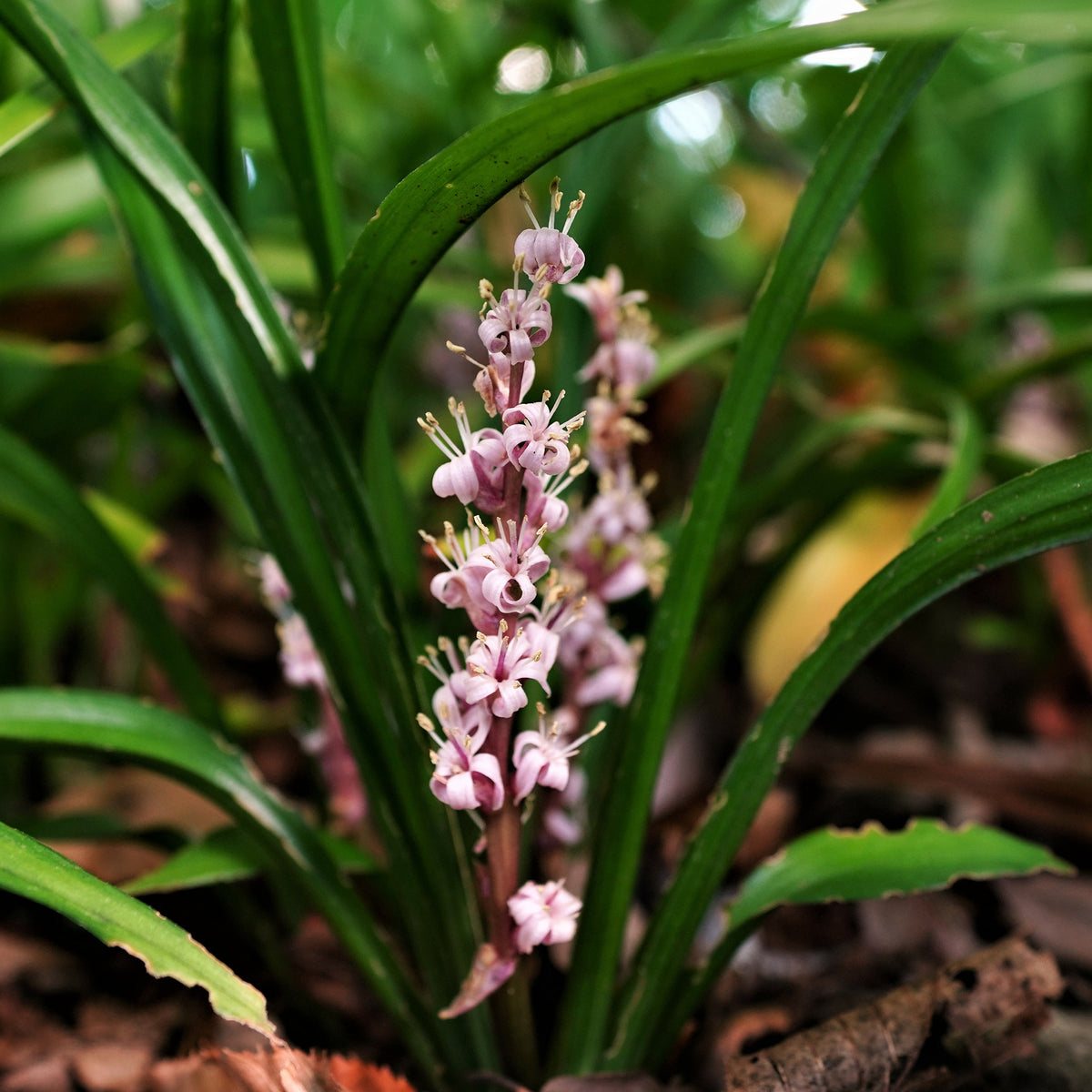 Chinese lelietje-van-dalen - Reineckea carnea - Bakker
