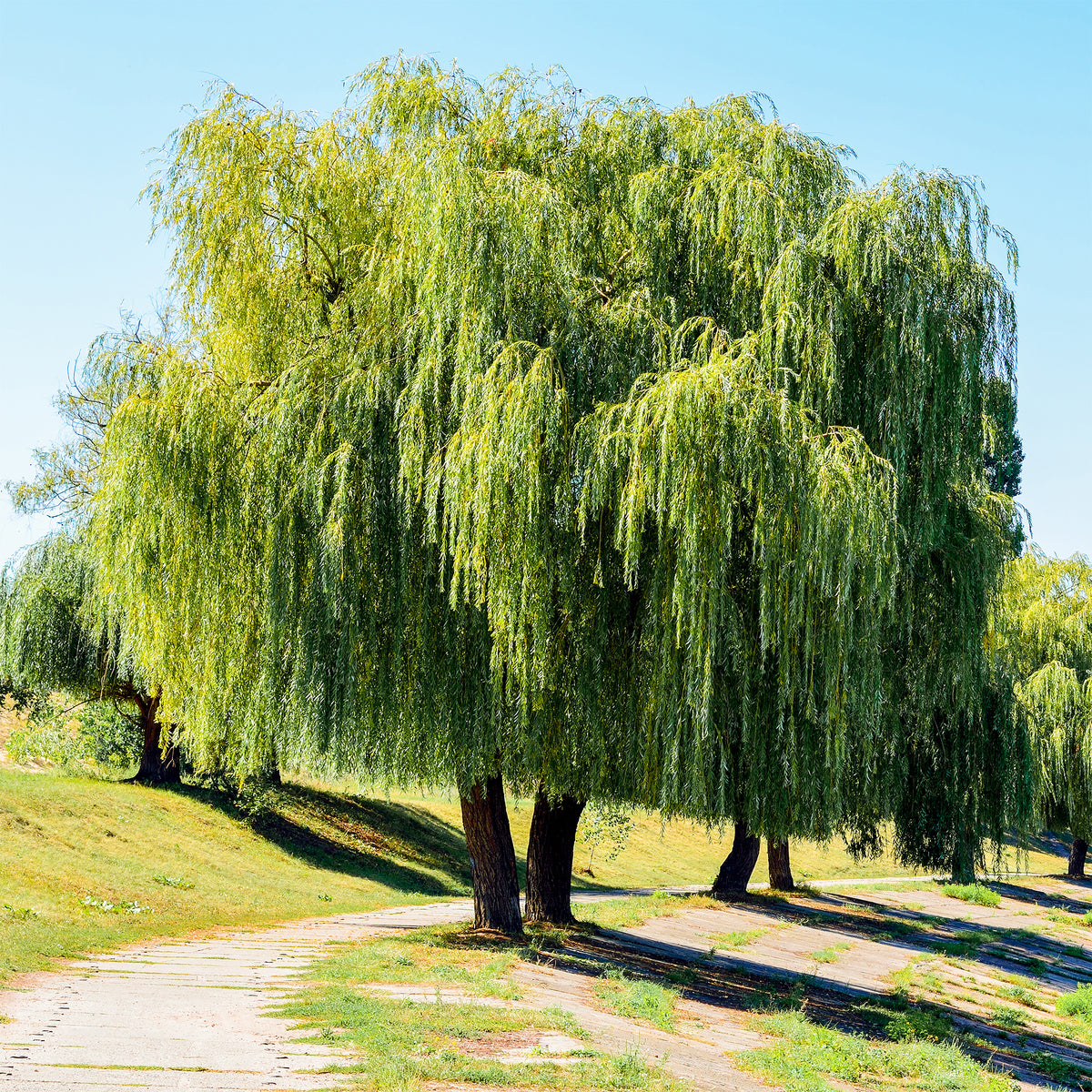 Wilg - Treurwilg - Salix babylonica