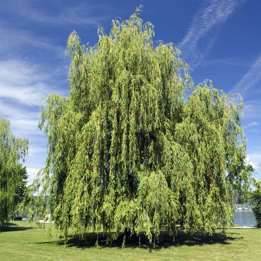 Treurwilg - Bakker