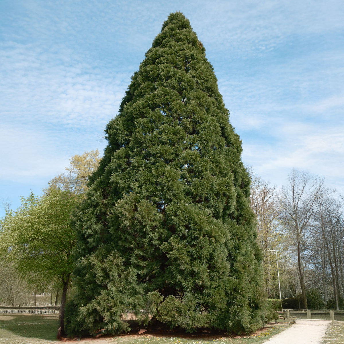 Coniferen - Mammoetboom - Sequoiadendron giganteum