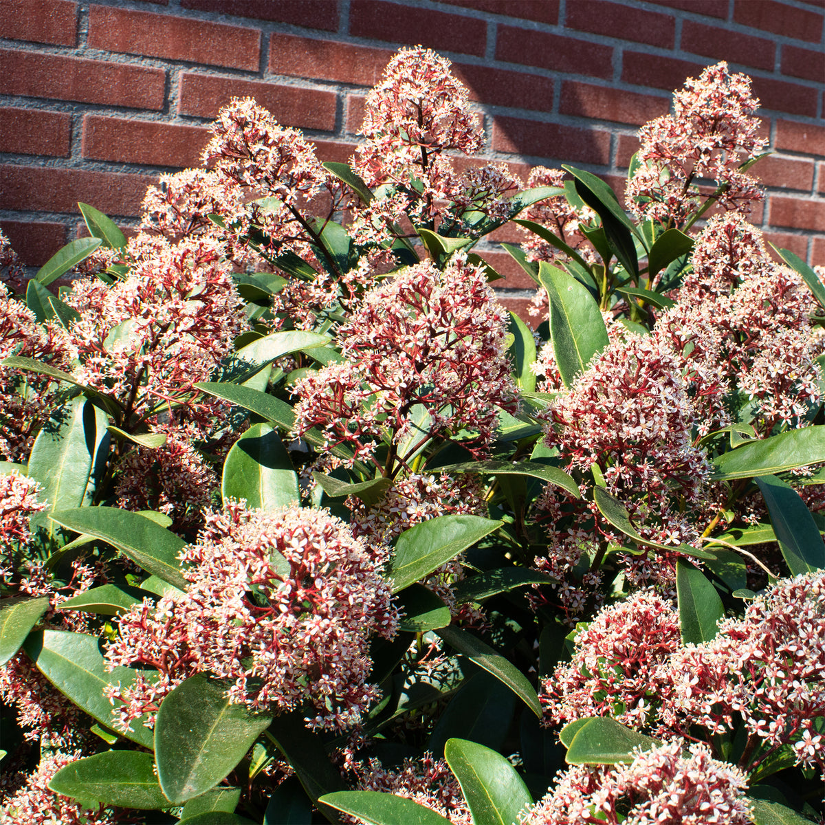 Skimmia - Japanse skimmia Rubella - Skimmia japonica Rubella