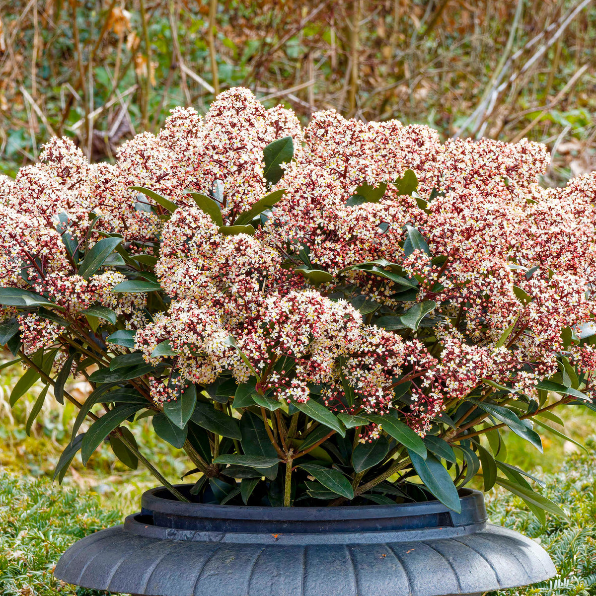 Verkoop Japanse skimmia Rubella