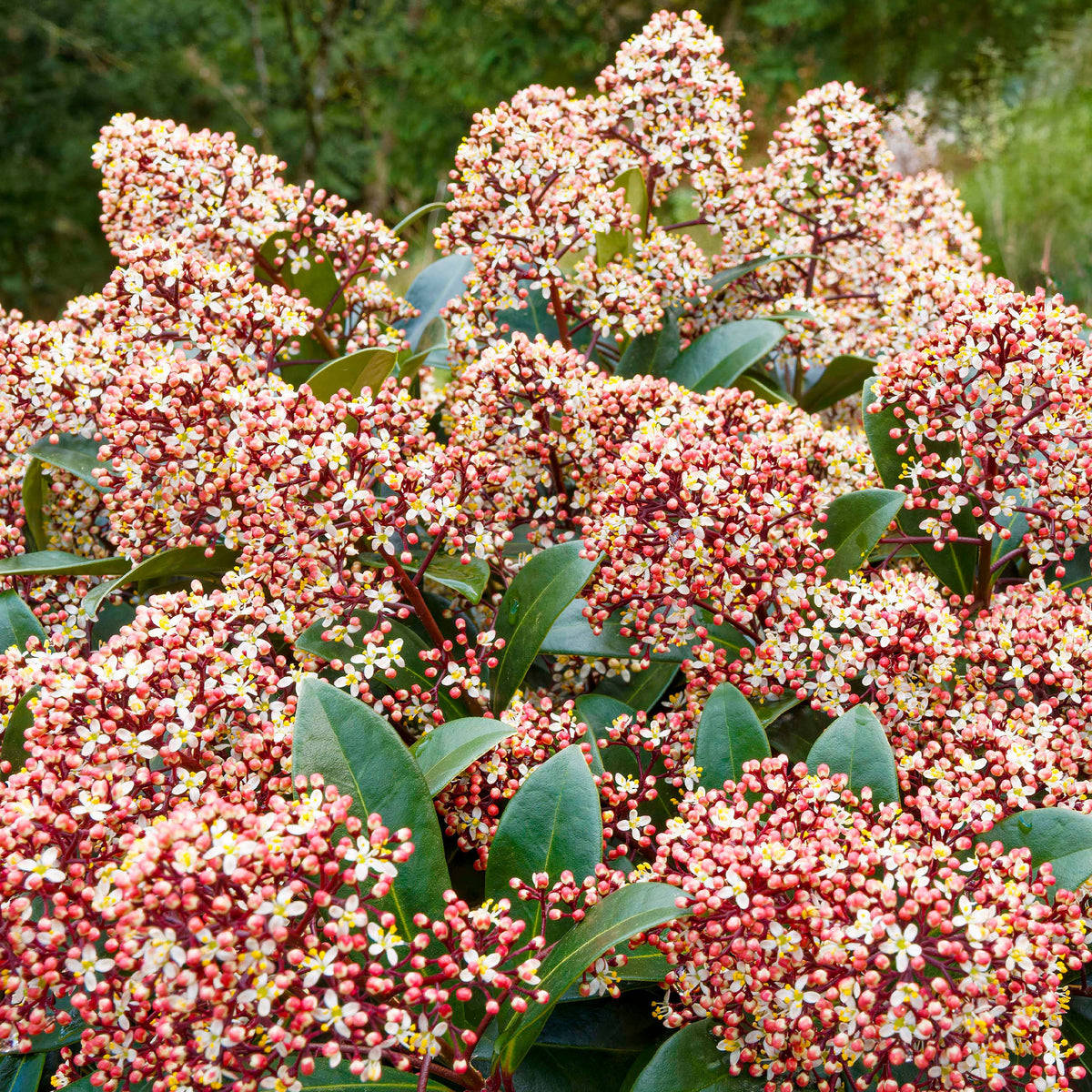 Verkoop Japanse skimmia Rubella - Skimmia japonica Rubella