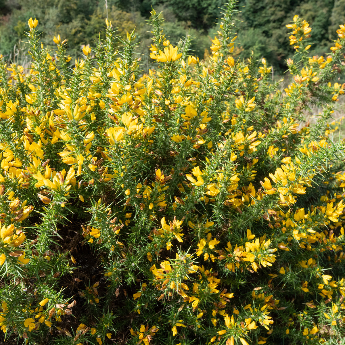 Gaspeldoorn - Ulex europaeus - Bakker
