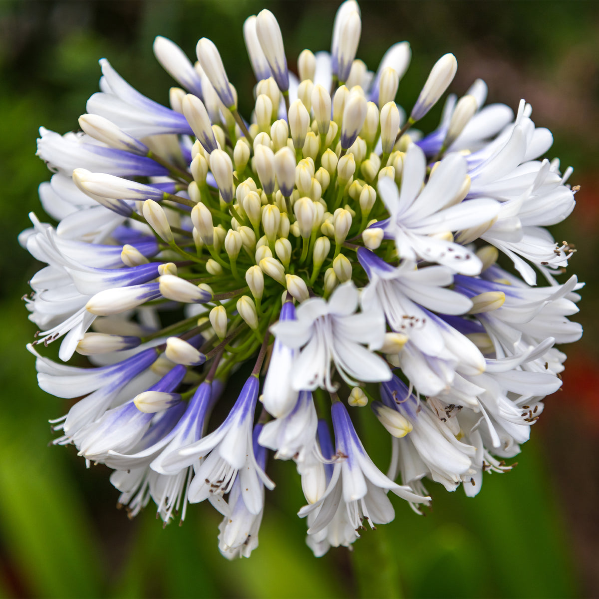 Afrikaanse lelie 'Queen mum' - Bakker