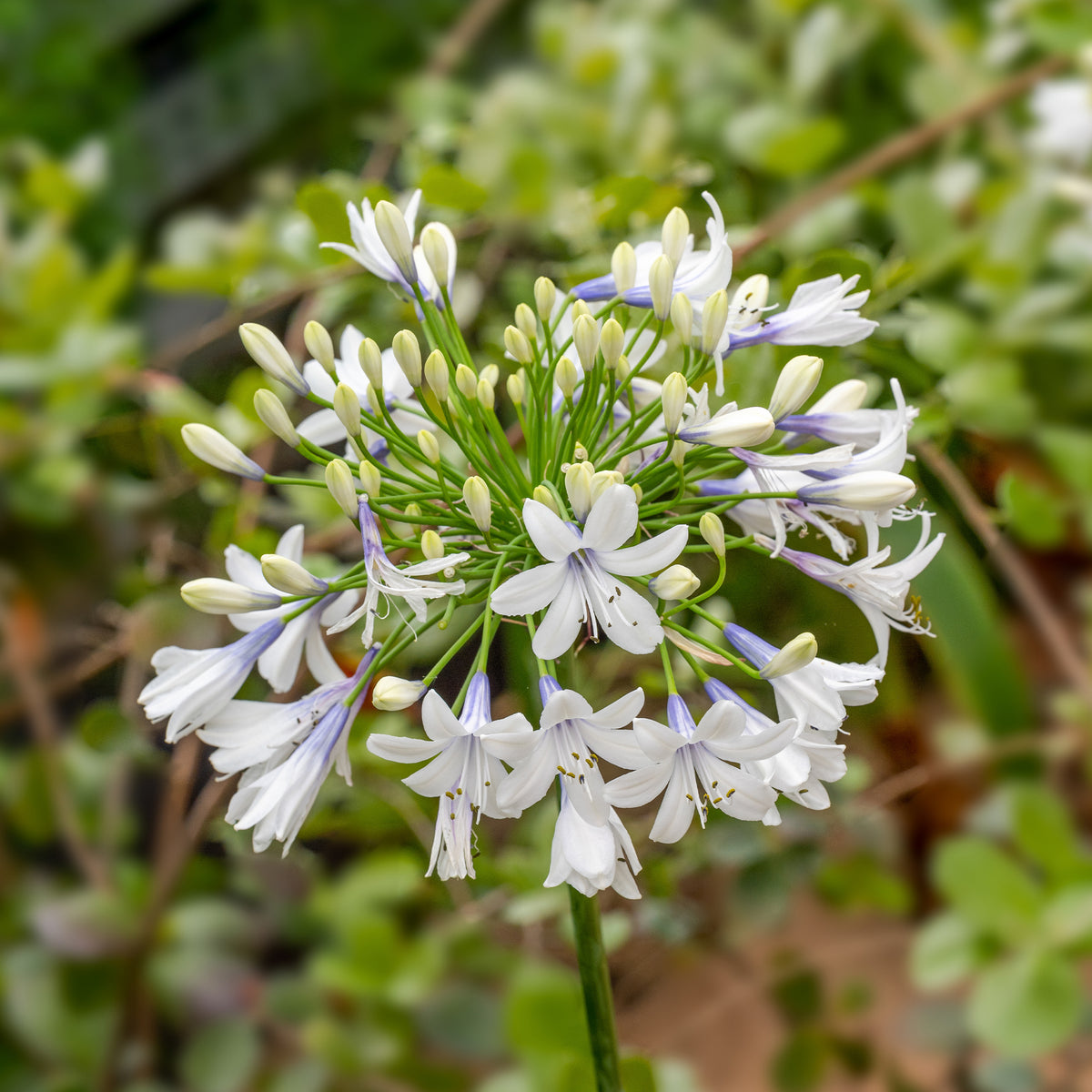 Afrikaanse lelie 'Queen mum' - Agapanthus Queen Mum - Bakker