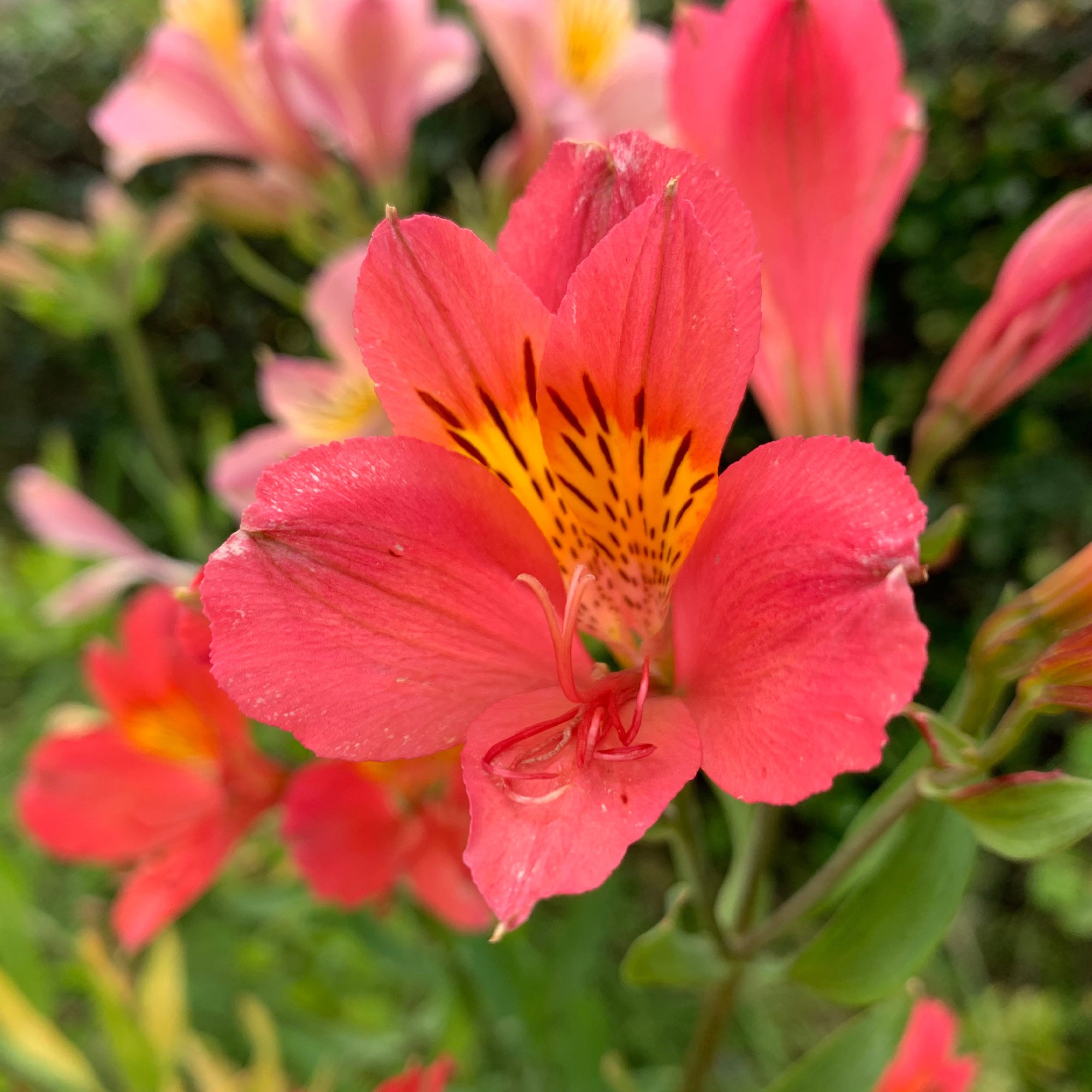 Alstromeria Little Miss Zoe ® - Alstroemeria Little Miss Zoé