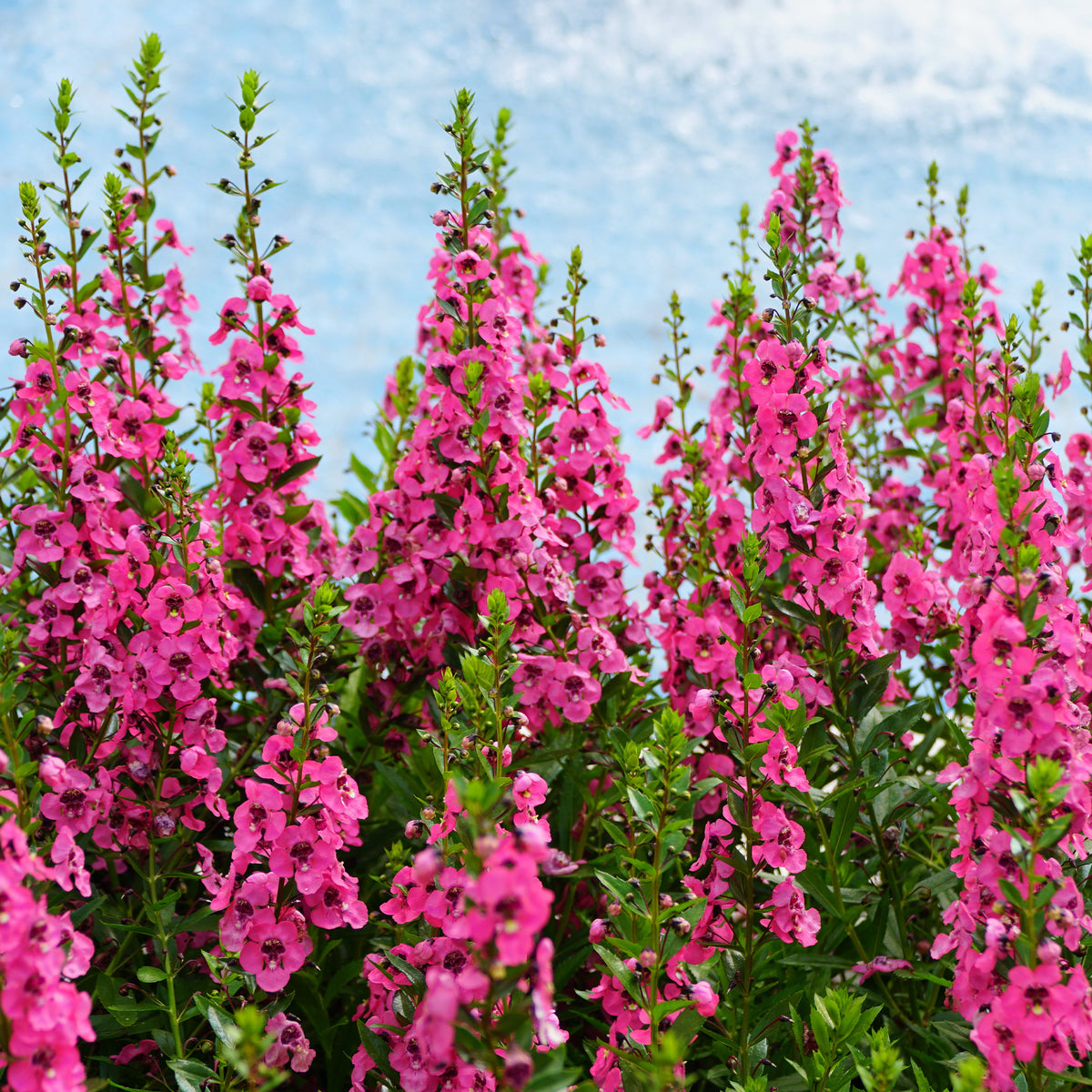 Roze Angelonia - Bakker