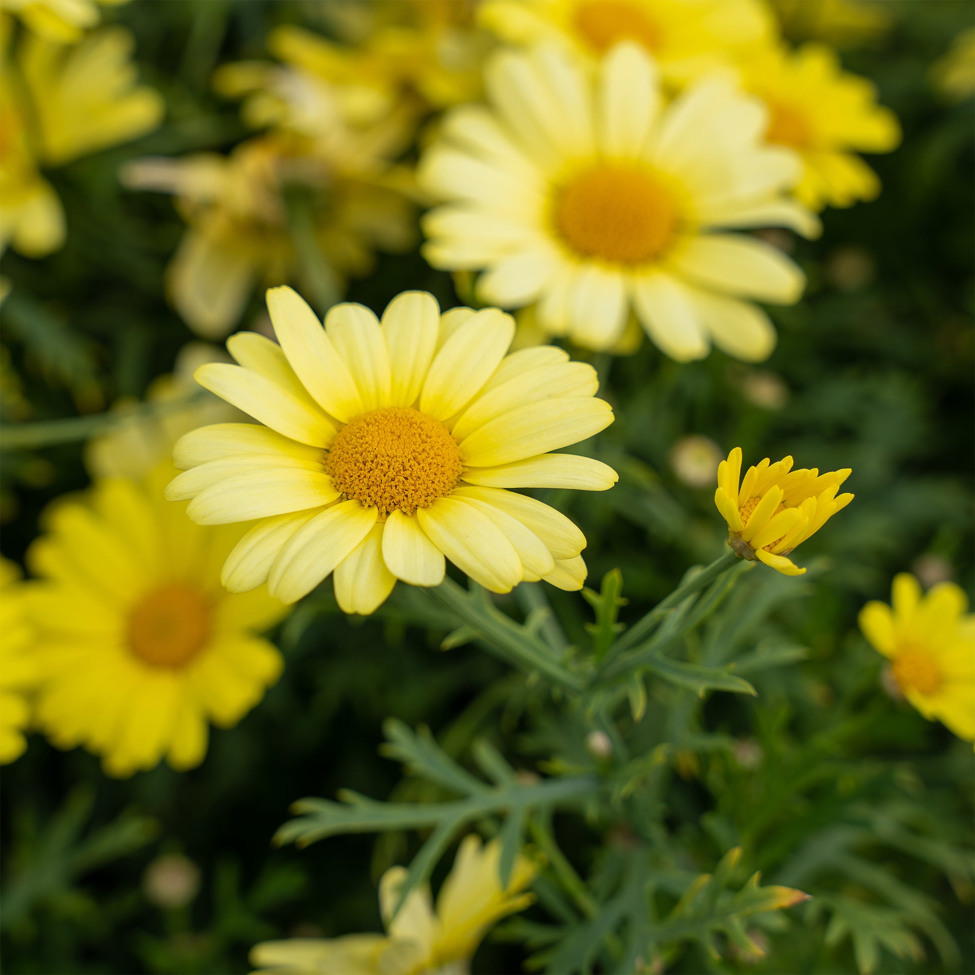 Argyranthemum Grandaisy® Gold - Argyranthemum Grandaisy ® Gold - Bakker