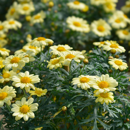Argyranthemum Grandaisy® Gold - Bakker