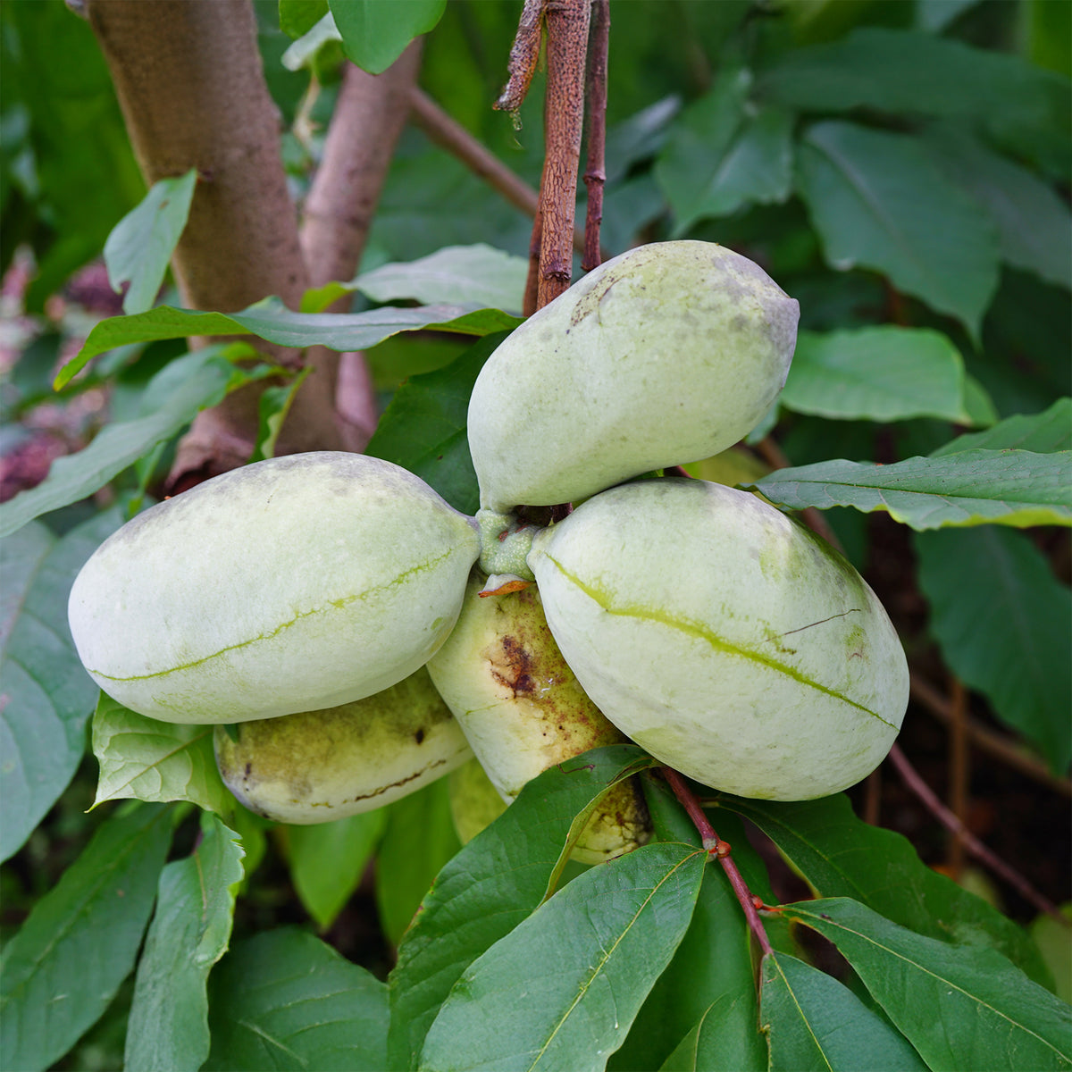 Asimina triloba - Asimina triloba - Exotische fruit