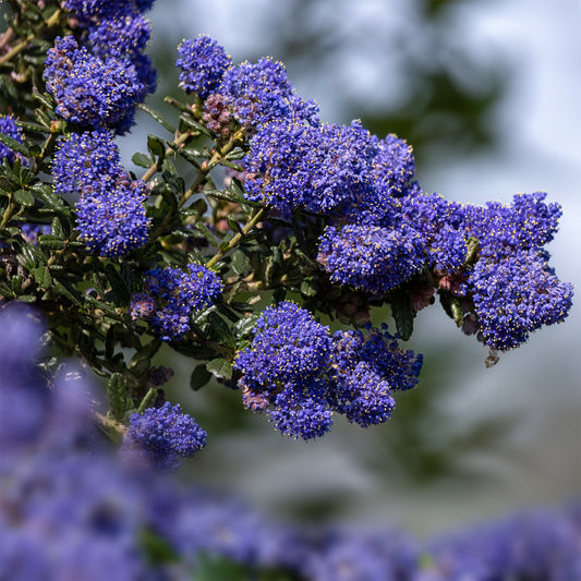 Ceanothus Dark Star / Amerikaanse sering - Bakker