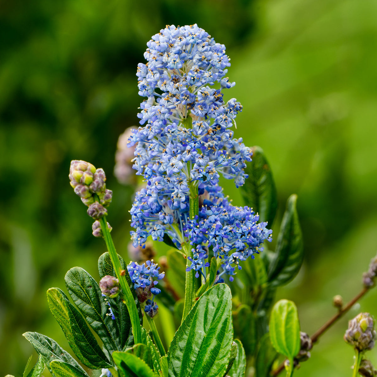 Ceanothus Skylark / Amerikaanse sering - Ceanothus thyrsiflorus Skylark - Bakker