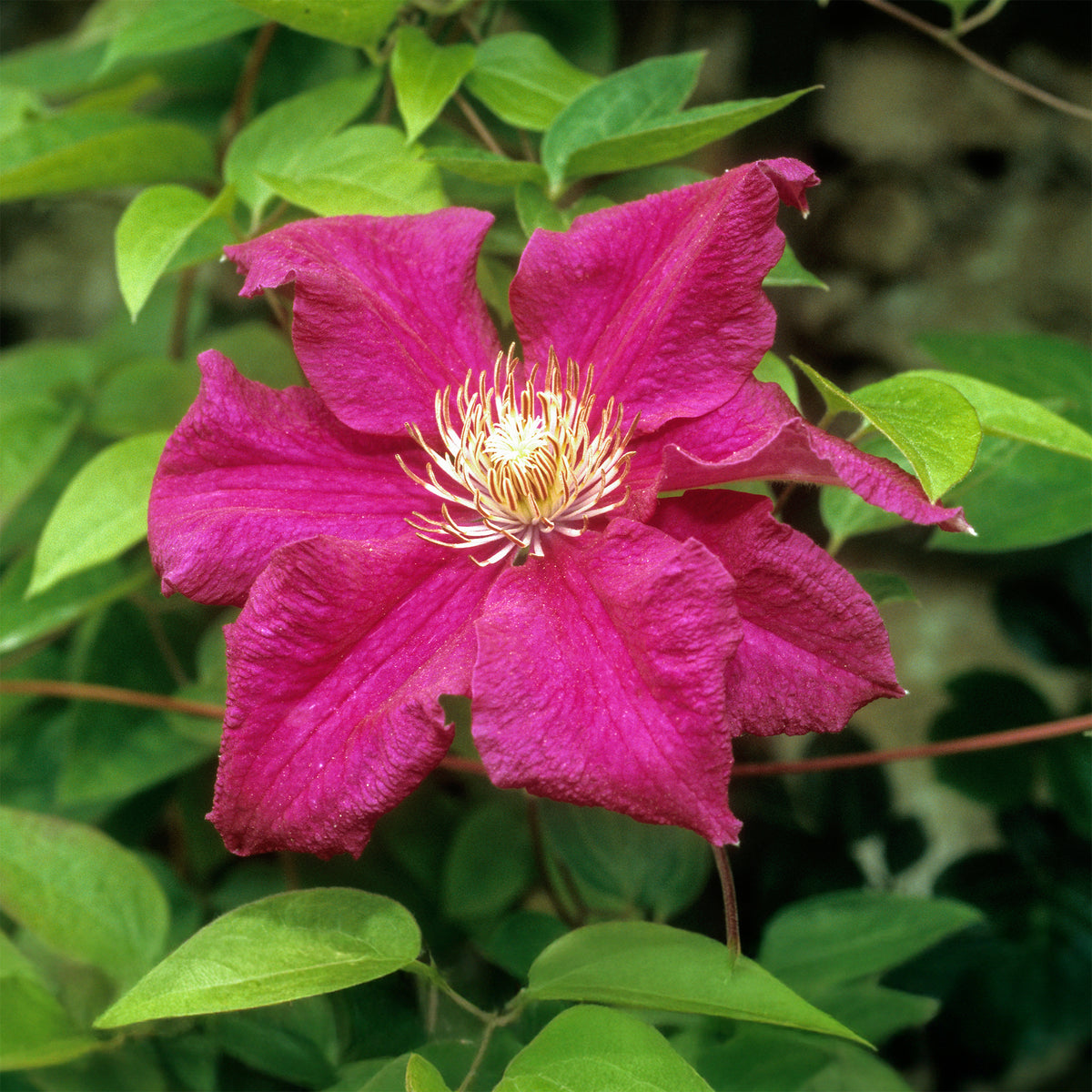 Bosrank 'Ernest Markham' - Clematis viticella Ernest markham - Bakker