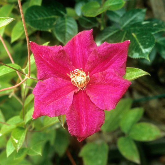 Bosrank 'Ernest Markham' - Bakker