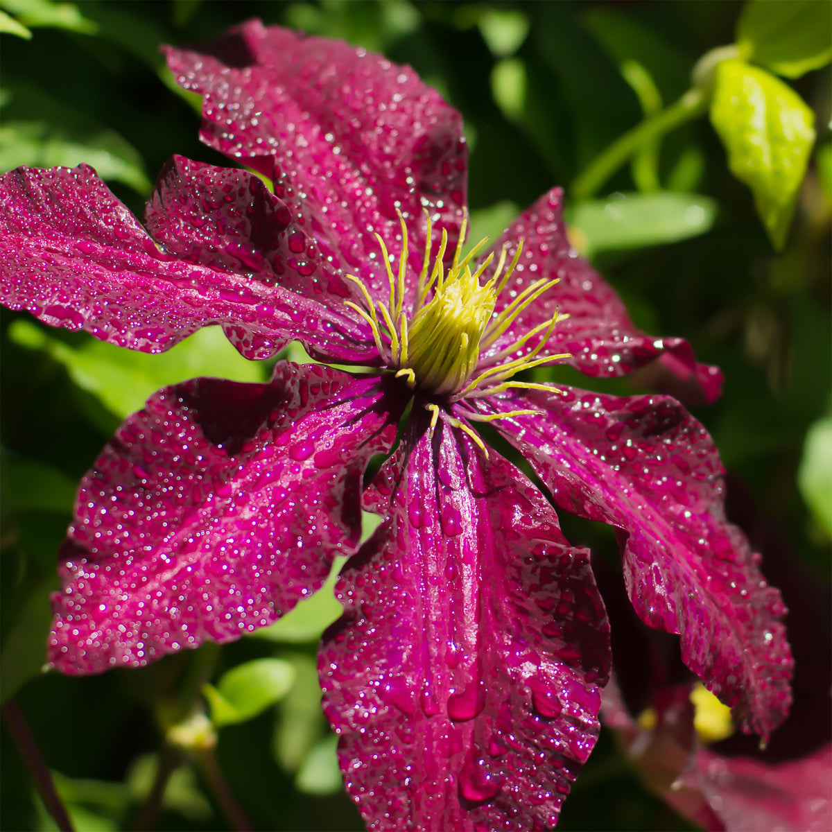 Clematis Niobe - Bosrank 'Niobe' - Clematis
