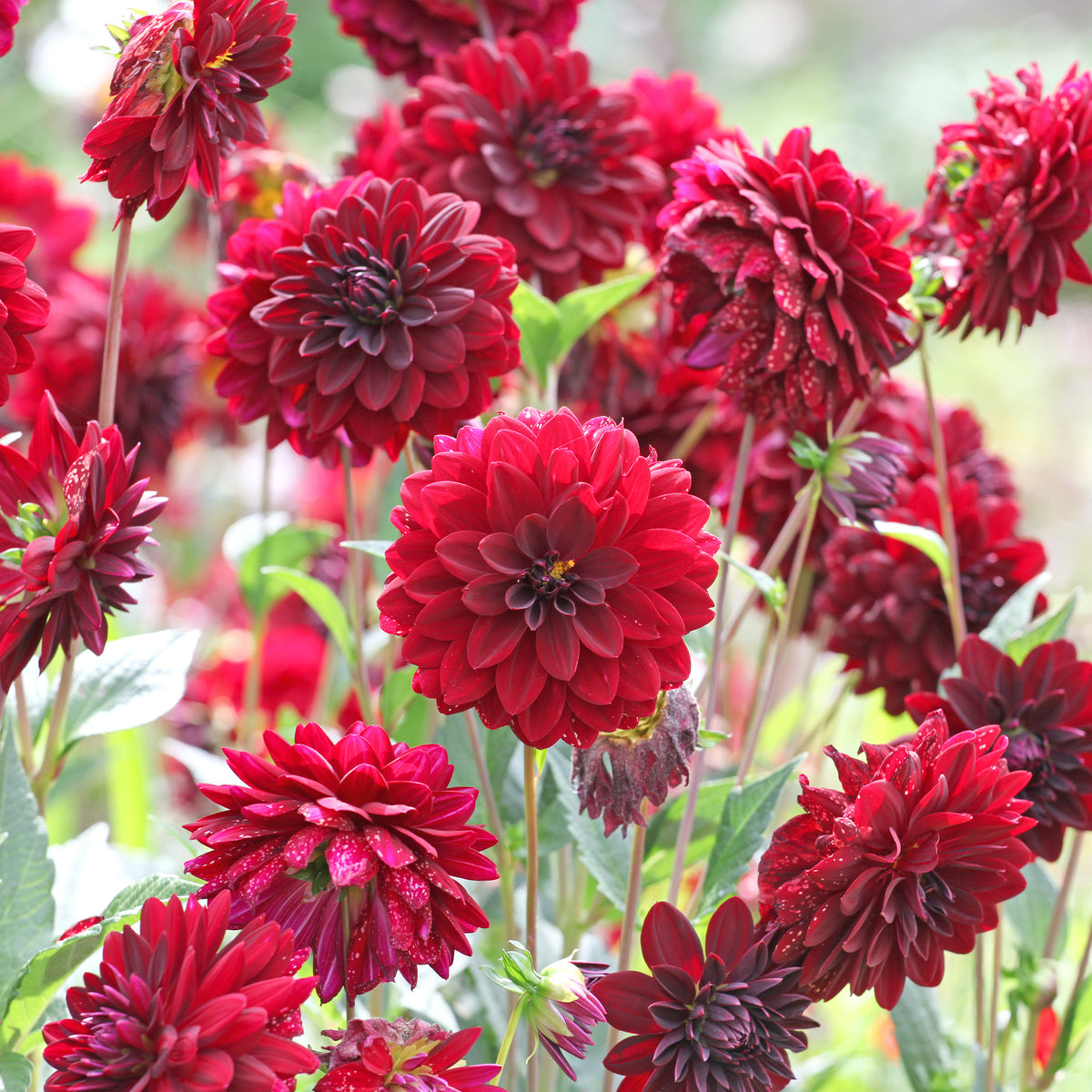 Decoratieve dahlia Arabische nacht - Dahlia Arabian Night - Bakker