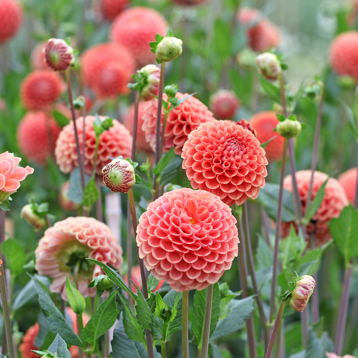 Dahlia Kornoelje Brons - Bakker