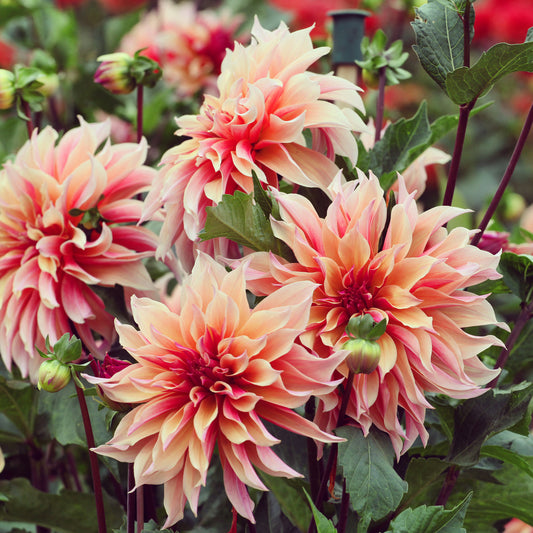 Decoratieve Dahlia Labyrint - Bakker