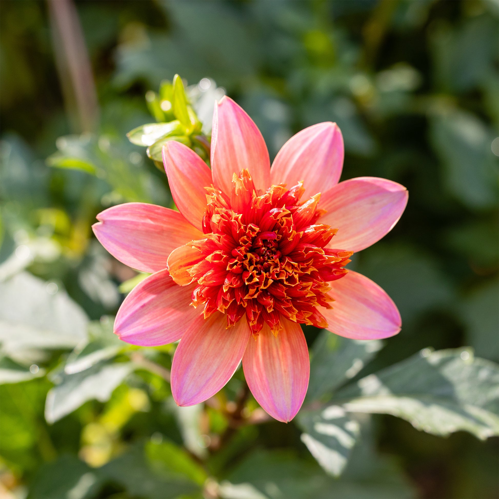 Dahlia Totally Tangerine - Dahlia 'Totally Tangerine' - Dahlia