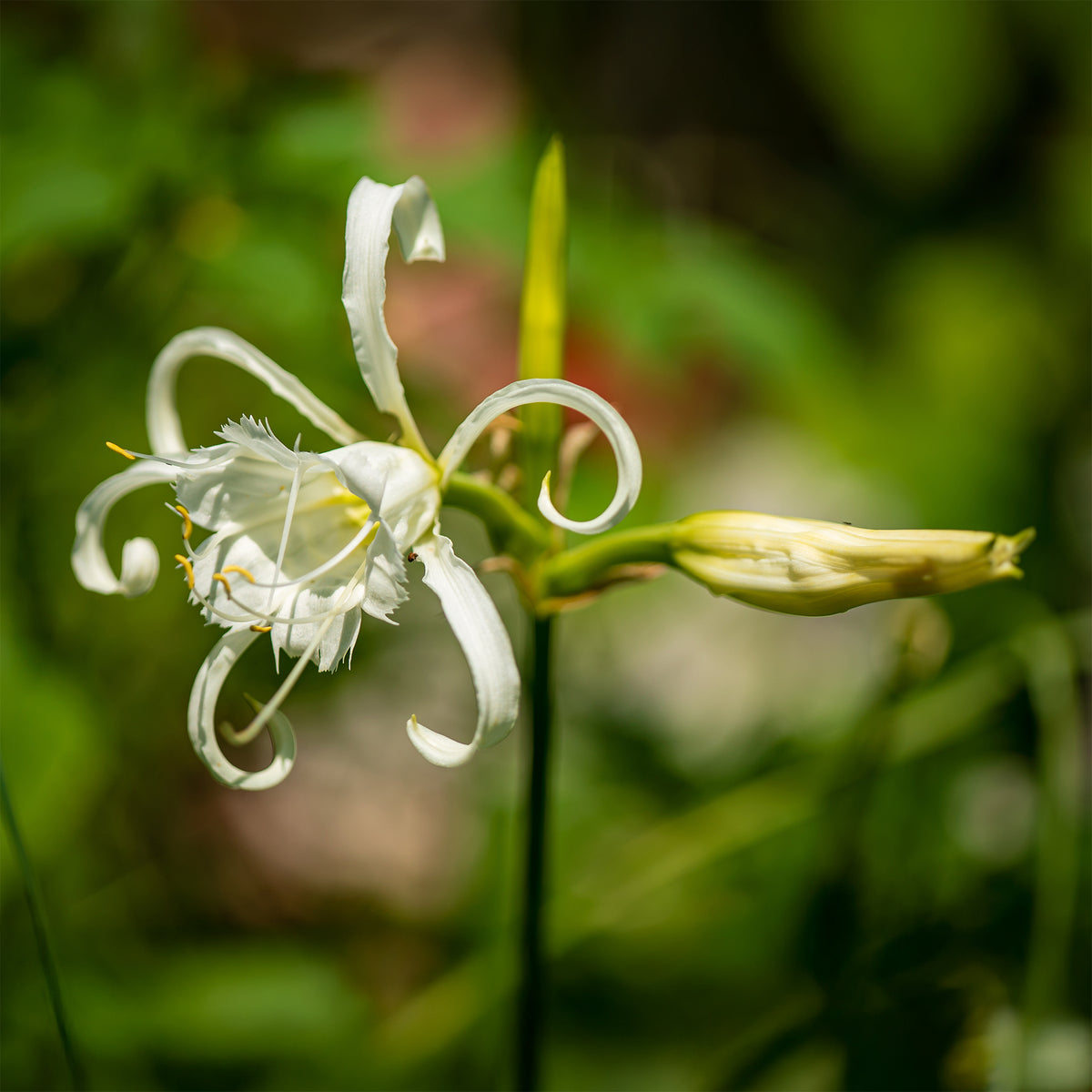 Bollen witte ismene/spinlelie (x3) - Hymenocallis longipetala - Bakker