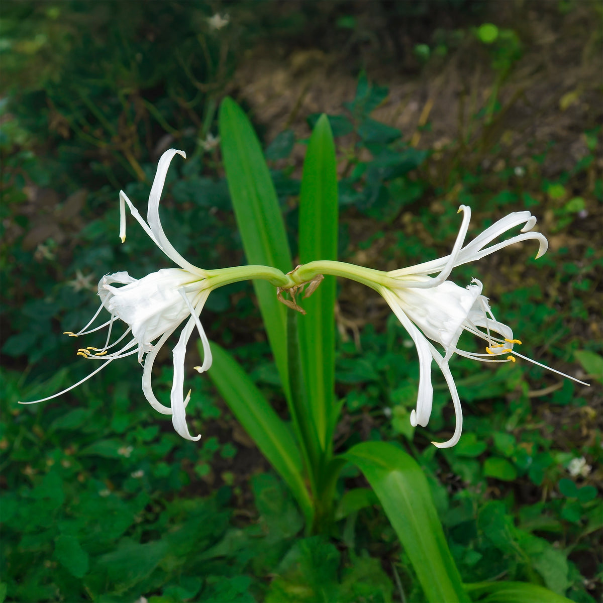 Bollen Ismene Festalis/Peruaanse narcis (x3) - Hymenocallis x festalis - Bakker
