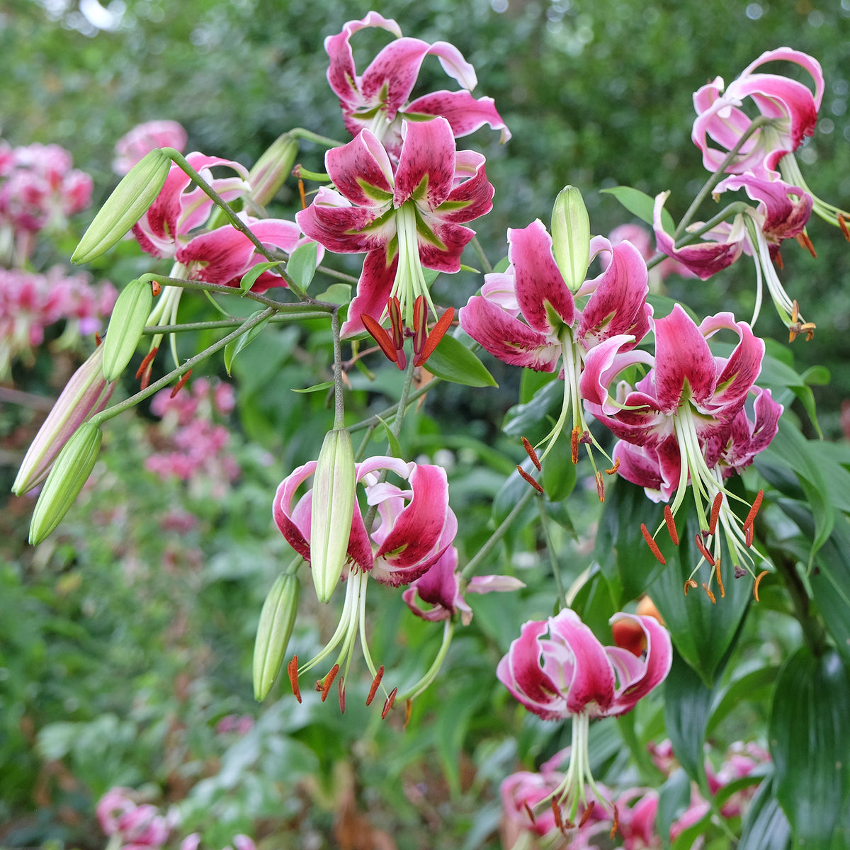 Black Beauty lelie / Lilium “black beauty