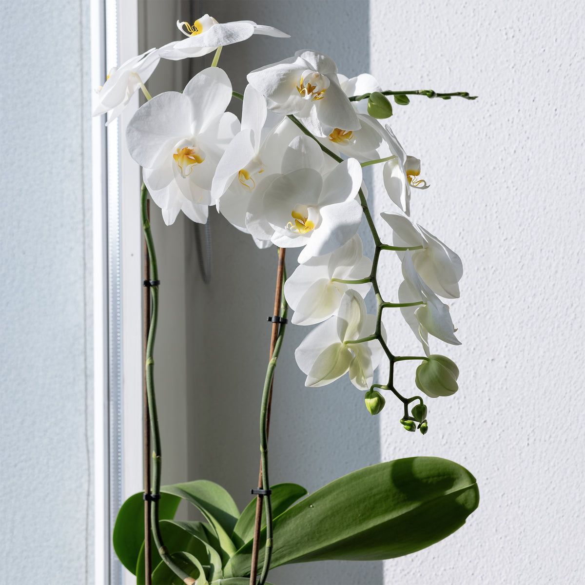 Witte vlinderorchidee - Phalaenopsis white - Bakker