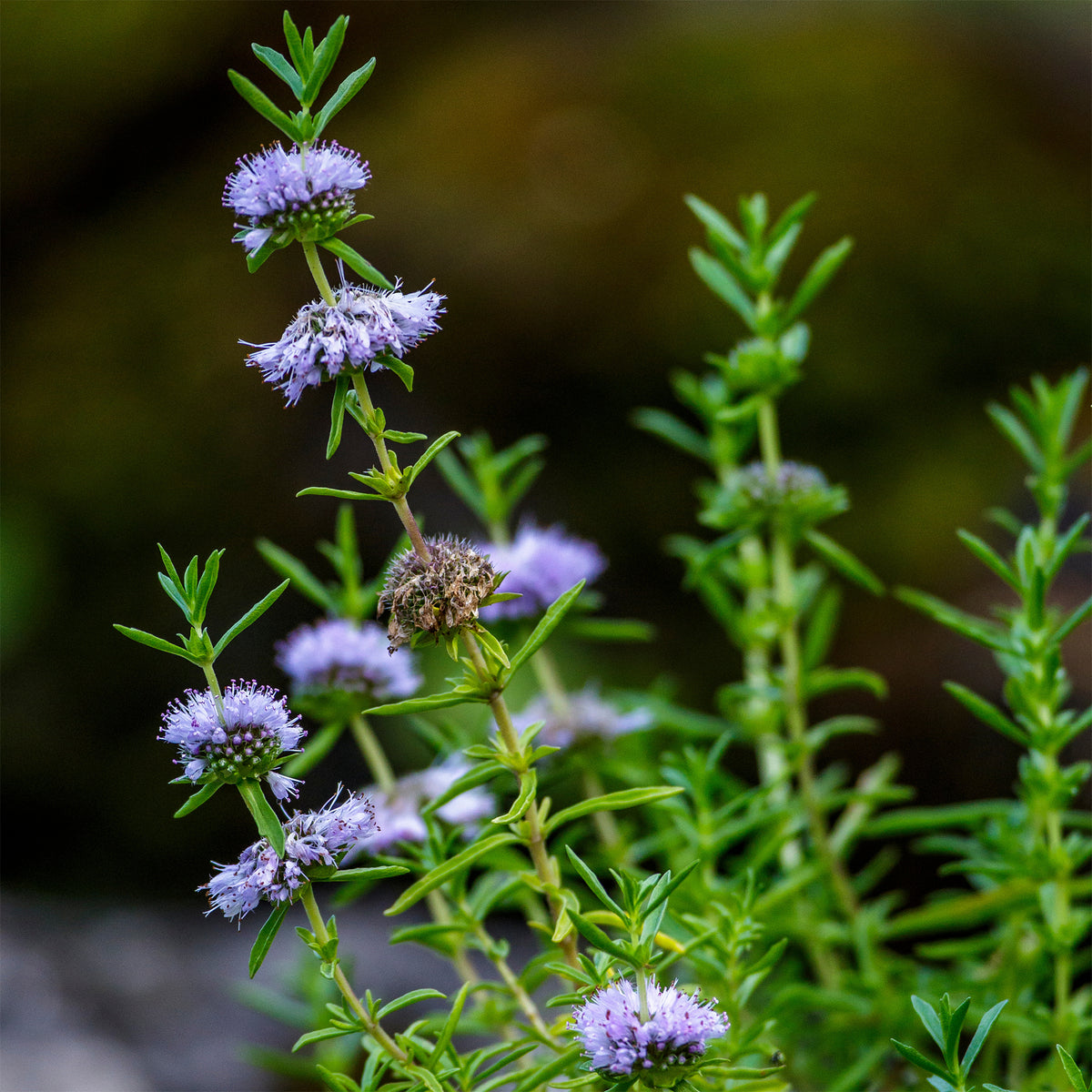 Engelse watermunt - Mentha cervina - Bakker