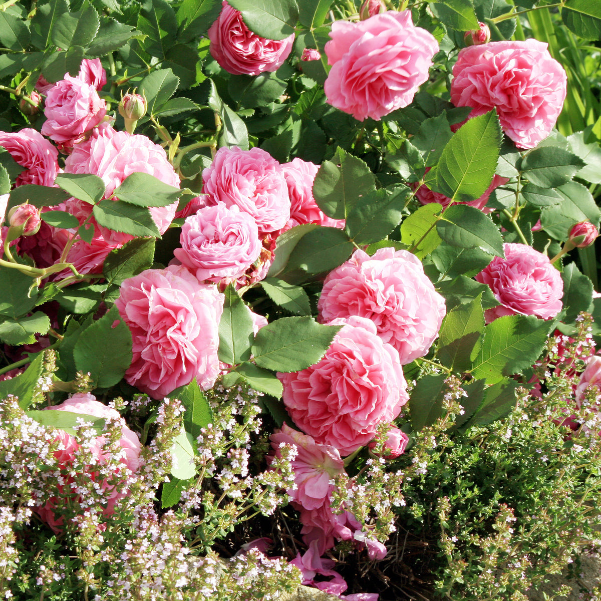 Rosa Louise Odier - Bourbonroos Louise Odier - Rozen