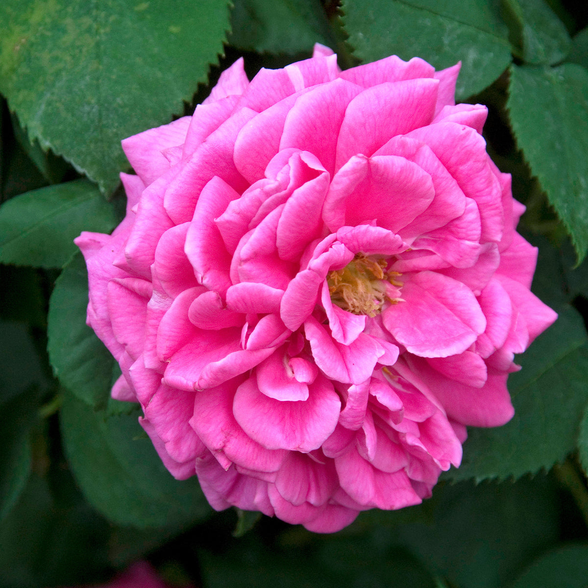 Rosa Madame Isaac Pereire - Klimroos Mme Isaac Pereire - Rozen