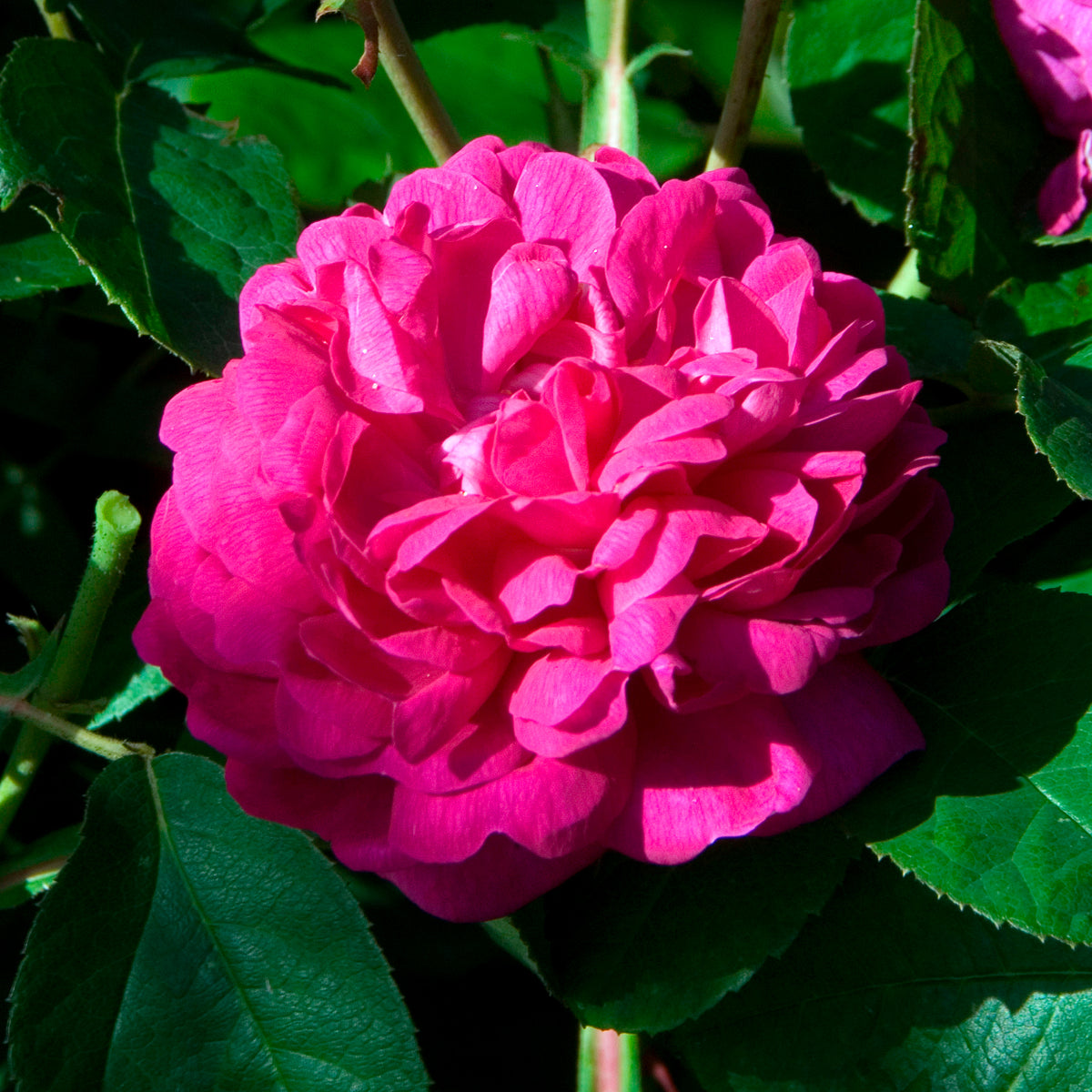 Rozen - Roos 'De Rescht - Rosa Rose de Rescht